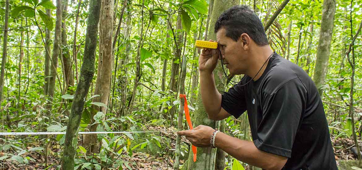 Bosque biodiversidad sostenibilidad