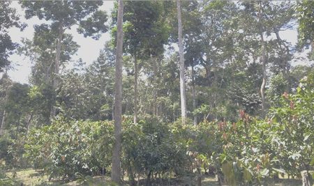 Taller científico internacional sobre agroforestería con cacao en África