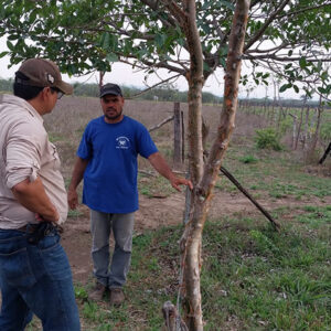<trp-post-container data-trp-post-id='15902'>CATIE impulsa innovaciones en el manejo de pasturas al mismo tiempo que se incrementa la cobertura arbórea en fincas ganaderas de Honduras</trp-post-container>