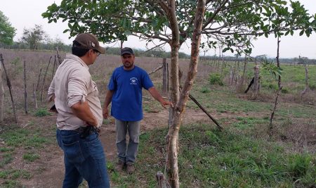 <trp-post-container data-trp-post-id='15902'>CATIE impulsa innovaciones en el manejo de pasturas al mismo tiempo que se incrementa la cobertura arbórea en fincas ganaderas de Honduras</trp-post-container>