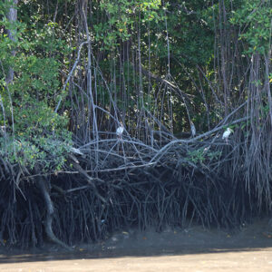 <trp-post-container data-trp-post-id='15898'>CATIE se une a Global Mangrove Alliance para fortalecer la protección y la conservación de manglares a nivel mundial</trp-post-container>