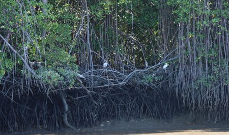 <trp-post-container data-trp-post-id='15898'>CATIE se une a Global Mangrove Alliance para fortalecer la protección y la conservación de manglares a nivel mundial</trp-post-container>
