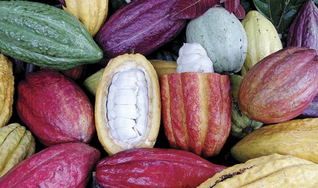 ¿Cuáles son los desafíos y pautas de la cacaocultura moderna y sostenible en Latinoamérica y el Caribe?