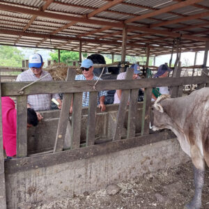 <trp-post-container data-trp-post-id='16034'>Familias ganaderas de Nicaragua fortalecen sus capacidades para practicar una ganadería más sostenible</trp-post-container>
