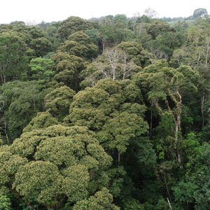 CATIE participará del XII Congreso Forestal Nacional de Guatemala 