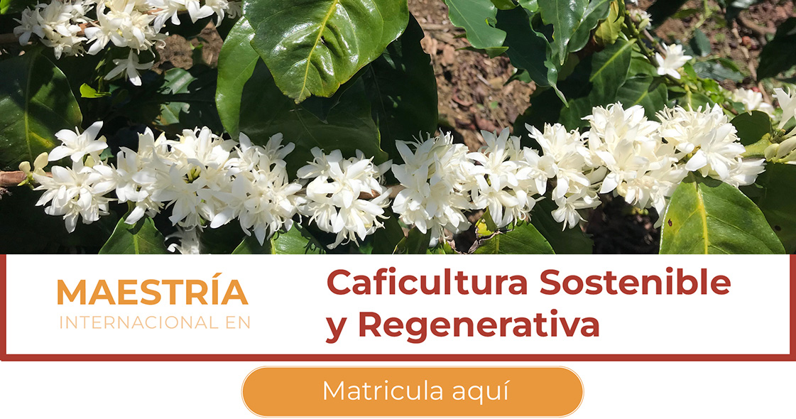maestrias-CAFE1