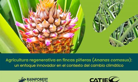 CATIE y Rainforest Alliance lanzan guías de agricultura regenerativa para la producción de piña