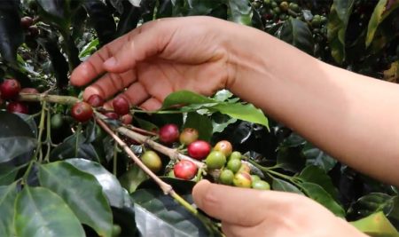 Investigación doctoral brinda perspectivas innovadoras para considerar en el manejo de la broca del café