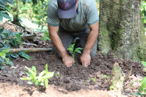 plantas-hibridas1