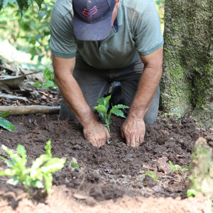 <trp-post-container data-trp-post-id='22889'>CATIE introduce plantas híbridas de café F1 en el Corredor Seco Centroamericano en la región Trifinio</trp-post-container>