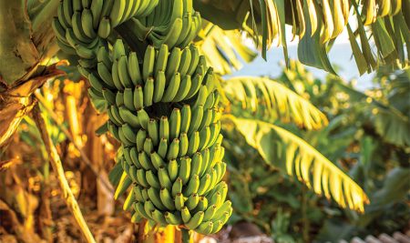 <trp-post-container data-trp-post-id='32861'>Nueva oportunidad para quienes trabajan con banano, abacá o plátano entre otras musáceas</trp-post-container>