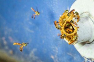 Mantenemos-nuestro-compromiso-con-las-abejas-y-otros-polinizadores