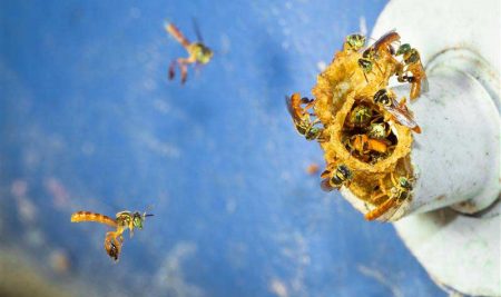 Mantenemos nuestro compromiso con las abejas y otros polinizadores