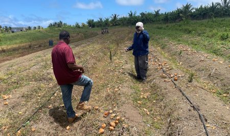 CATIE y UICN impulsan un modelo participativo de financiamiento para la gestión sostenible del suelo en St. Kitts y Nevis