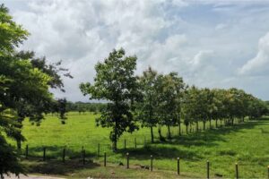 livefences