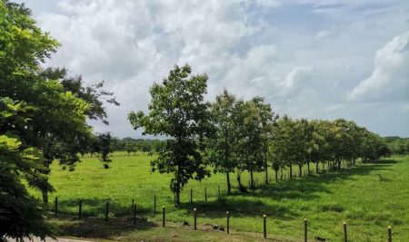 Investigadora del CATIE Mónica Arias es la nueva representante de CIRAD en la plataforma AgroForesta