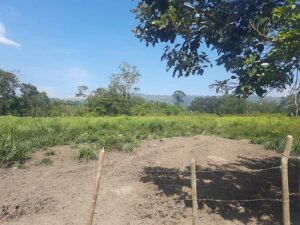 aprovechamiento-pastos1