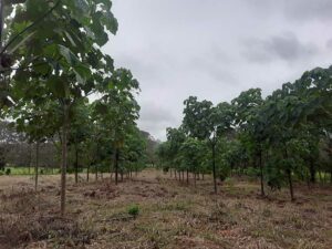 plantacion-mixta1