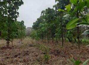 plantacion-mixta2