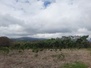 plantacion-mixta3