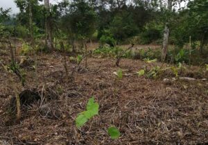 plantas-mixtas4