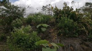plantas-mixtas6