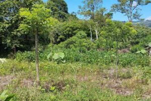 plantas-mixtas8