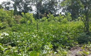 plantas-mixtas9
