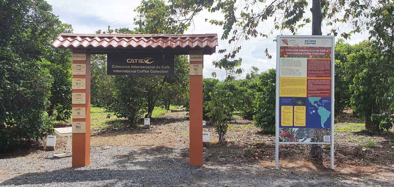 La Colección Internacional de Café del CATIE está abierta a la investigación, la innovación y la colaboración.