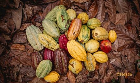 Nestlé, en conjunto con centros líderes de investigación, mapea la diversidad de variedades de plantas de cacao para proteger el futuro del chocolate