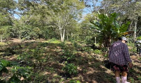 Mujeres protagonizan la incorporación de híbridos de café en Honduras: la historia de Carmen y el trabajo colaborativo entre ESCALAR-CATIE y AMUCAFE