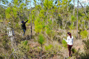 CIENPINOS-regeneracion-natural1