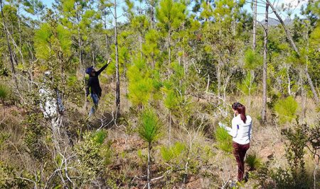 Proyecto CIENPINOS fortalece capacidades para evaluar la regeneración natural en sistemas pecuarios de baja intensidad en Cuba