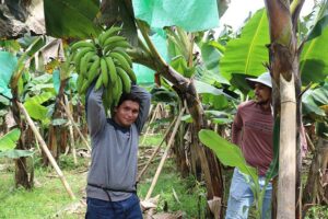 congreso-internacional-platano1
