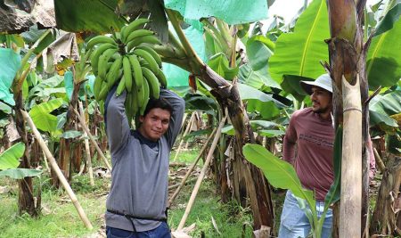 Congreso Internacional de Plátano 2026 invita a la región a reservar la fecha para su segunda edición en el CATIE