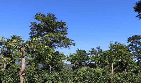 Lanzamiento de la Biblioteca Electrónica de Agroforestería con Café